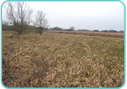 Reedbeds at our Westbere Reserve